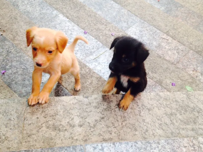 Cachorro ra a Sem raça definida  idade Abaixo de 2 meses nome 4 filhotes 