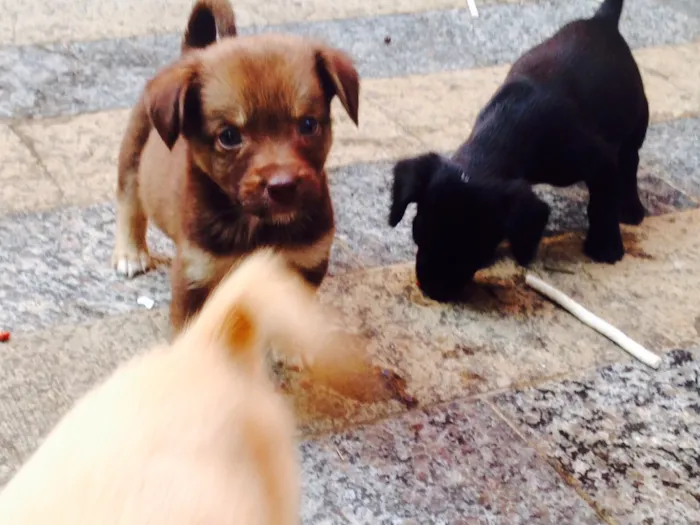Cachorro ra a Sem raça definida  idade Abaixo de 2 meses nome 4 filhotes 