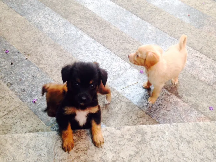 Cachorro ra a Sem raça definida  idade Abaixo de 2 meses nome 4 filhotes 