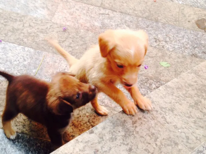 Cachorro ra a Sem raça definida  idade Abaixo de 2 meses nome 4 filhotes 