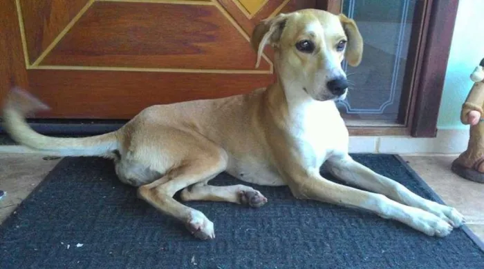 Cachorro ra a SRD idade 1 ano nome Malú