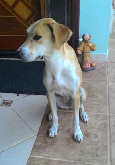 Cachorro ra a SRD idade 1 ano nome Malú