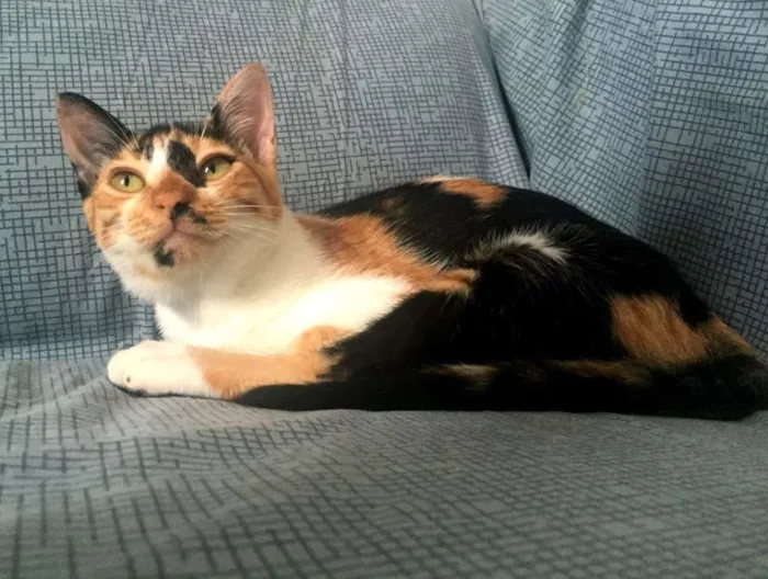 Gato ra a PCB idade 2 a 6 meses nome Amora