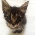 Mia