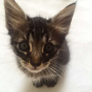Gato raça PCB idade Abaixo de 2 meses nome Mia