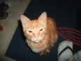 mingau