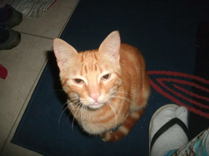Gato ra a viralata idade 1 ano nome mingau