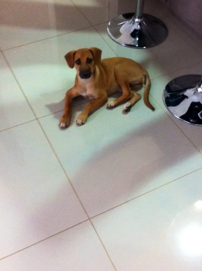 Cachorro ra a Sem raça definida idade  nome Lepo lepo