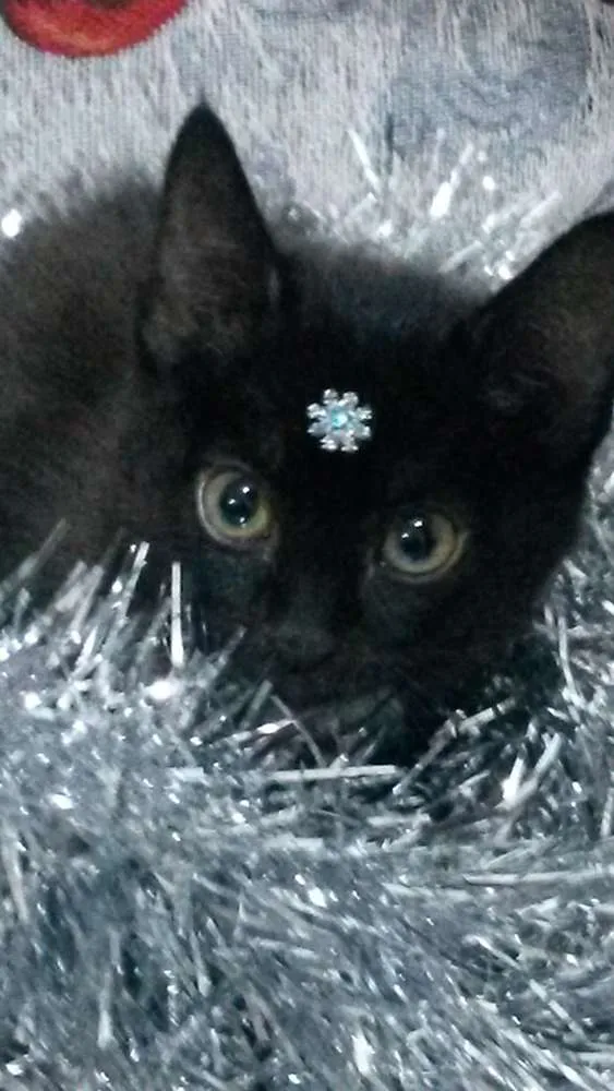 Gato ra a Não definida idade 2 a 6 meses nome Varios
