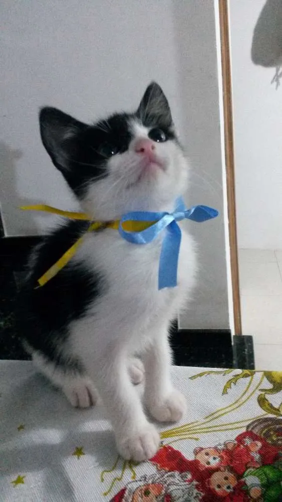 Gato ra a Não definida idade 2 a 6 meses nome Varios
