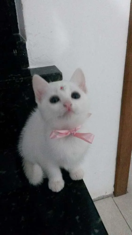 Gato ra a Não definida idade 2 a 6 meses nome Varios