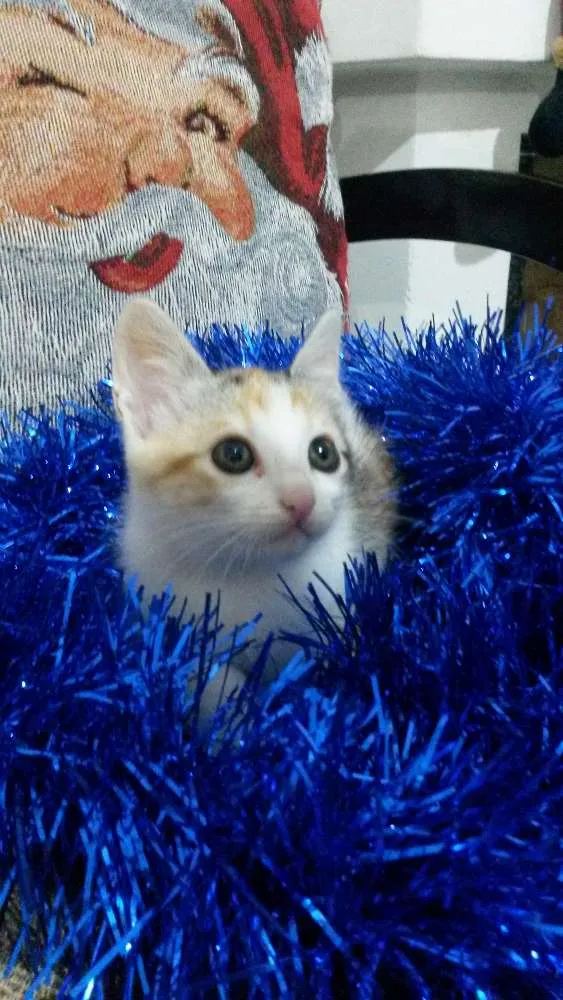 Gato ra a Não definida idade 2 a 6 meses nome Varios