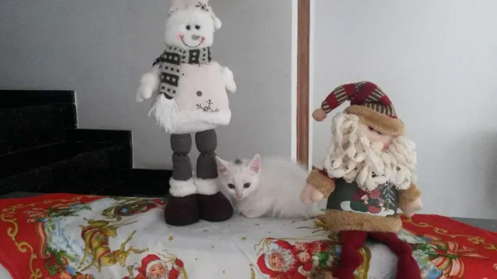 Gato ra a Não definida idade 2 a 6 meses nome Varios