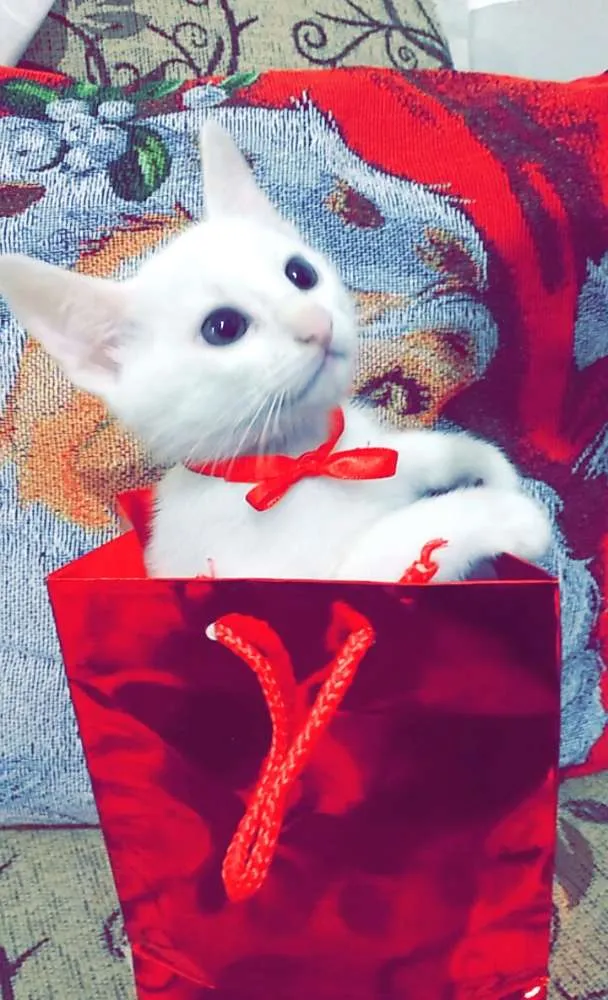 Gato ra a Não definida idade 2 a 6 meses nome Varios