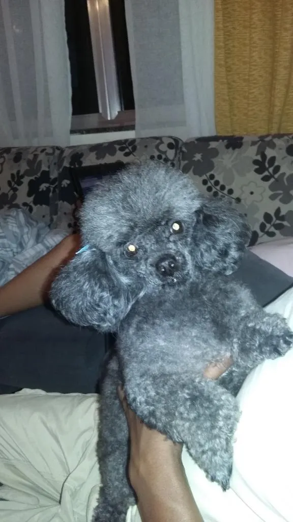 Cachorro ra a Poodle Toy  idade 6 ou mais anos nome Eduarda 