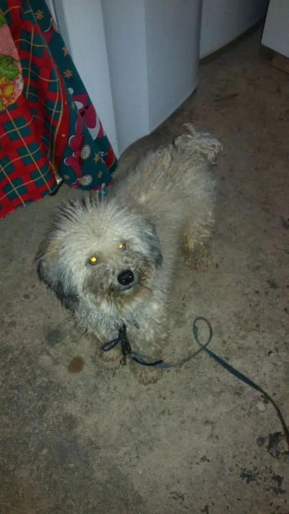 Cachorro ra a Pudlle idade 1 ano nome Snoopy