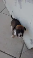 Bola, Pretinha, Pin