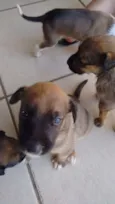 Bola, Pretinha, Pin