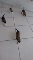 Bola, Pretinha, Pin
