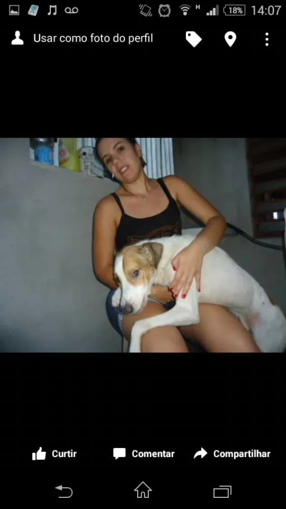 Cachorro ra a SRD idade  nome Freddy