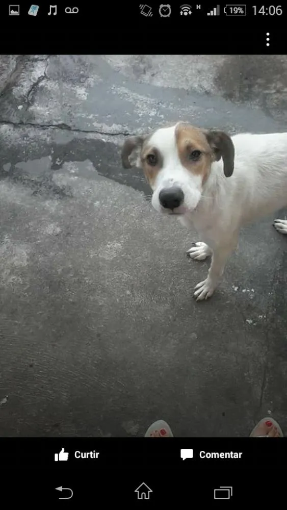 Cachorro ra a SRD idade  nome Freddy