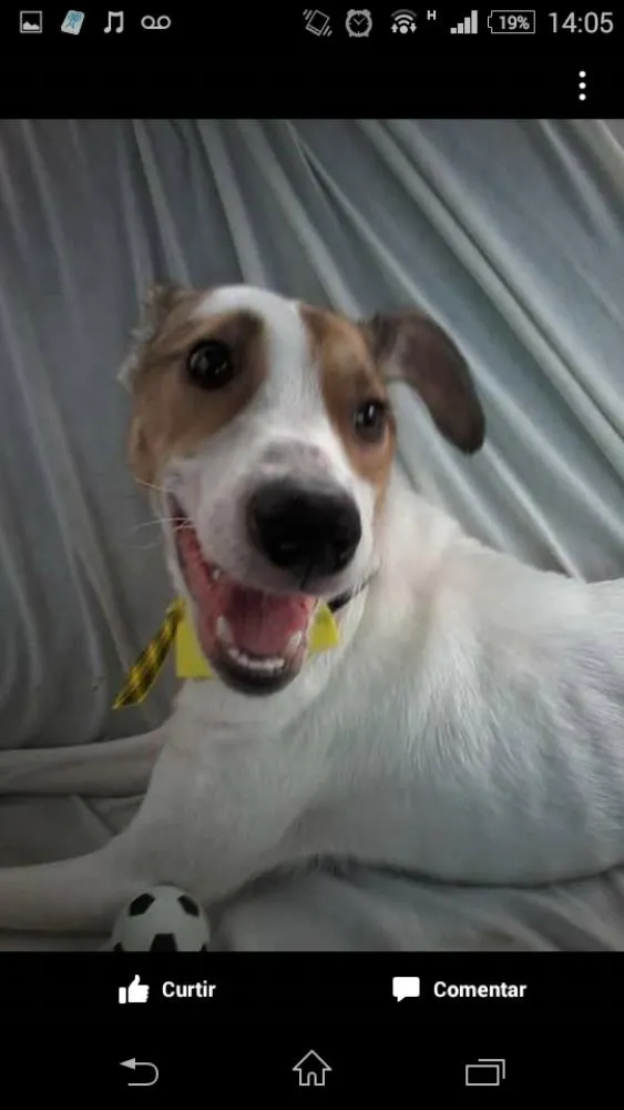 Cachorro ra a SRD idade  nome Freddy