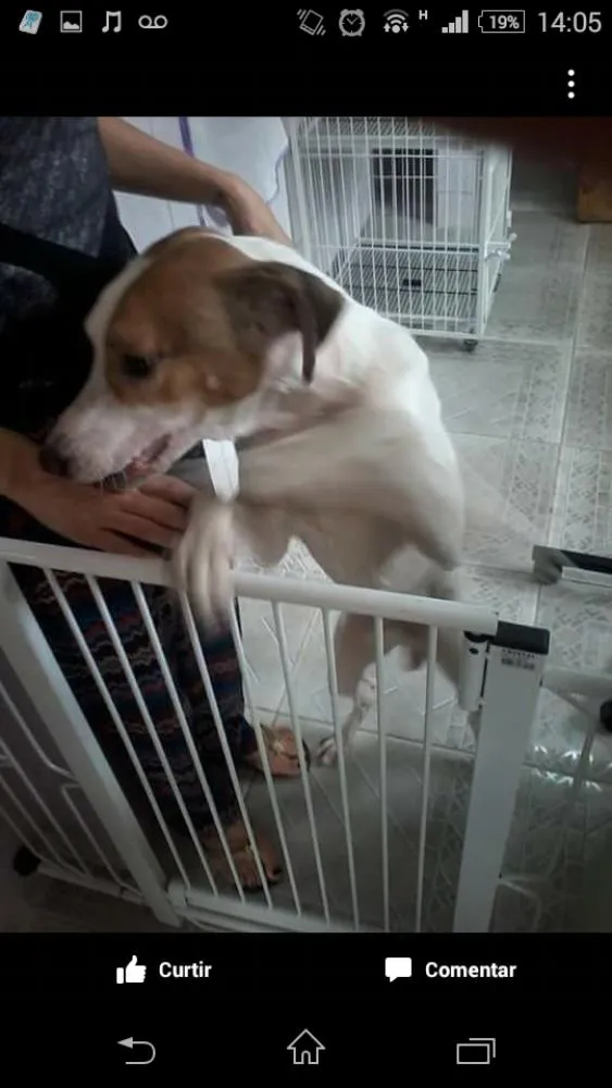 Cachorro ra a SRD idade  nome Freddy