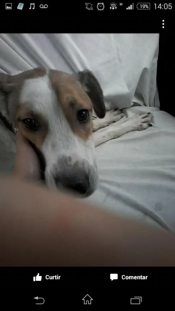 Cachorro ra a SRD idade  nome Freddy