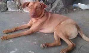 Cachorro raça SRD idade 1 ano nome Hércules