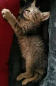 Juno