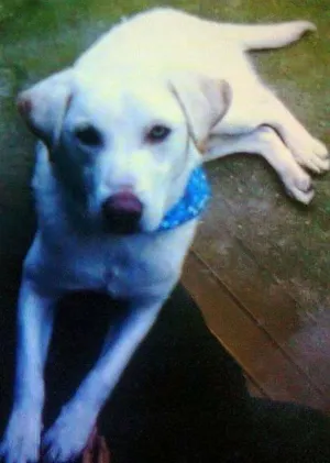 Cachorro raça Labrador idade 2 anos nome Marley