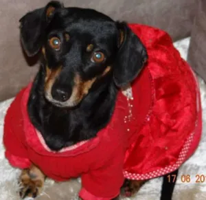 Cachorro raça bace anão idade 3 anos nome MEL