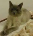 Gato
