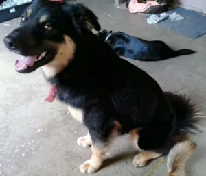 Cachorro raça SRD idade 3 anos nome Kobe