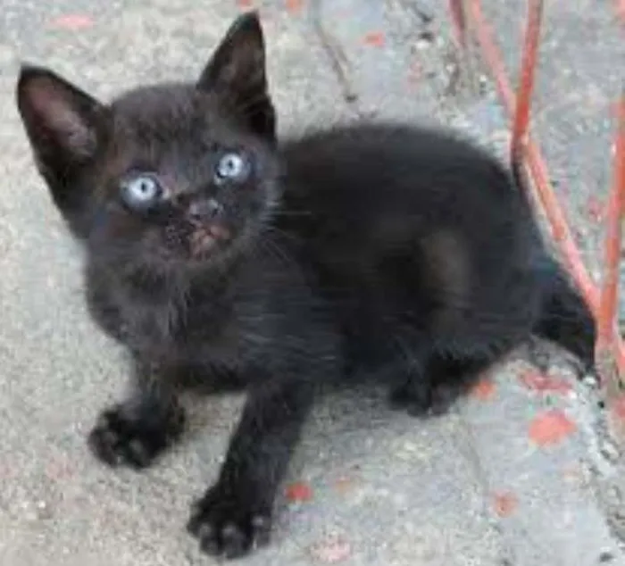 Gato ra a sem raça idade Abaixo de 2 meses nome Sem nomes
