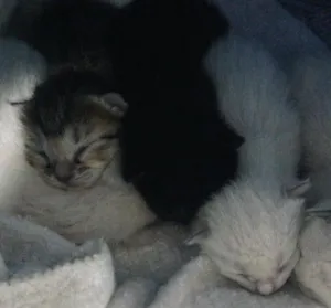 Gato raça  idade Abaixo de 2 meses nome Gatinhos