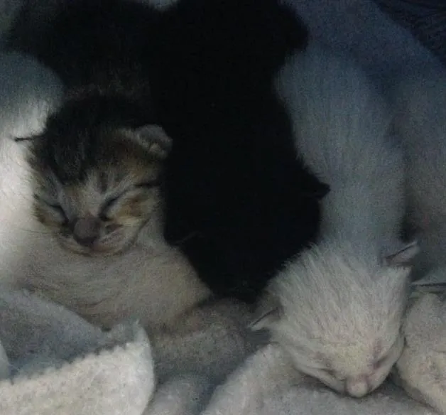Gato ra a  idade Abaixo de 2 meses nome Gatinhos