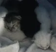 Gatinhos