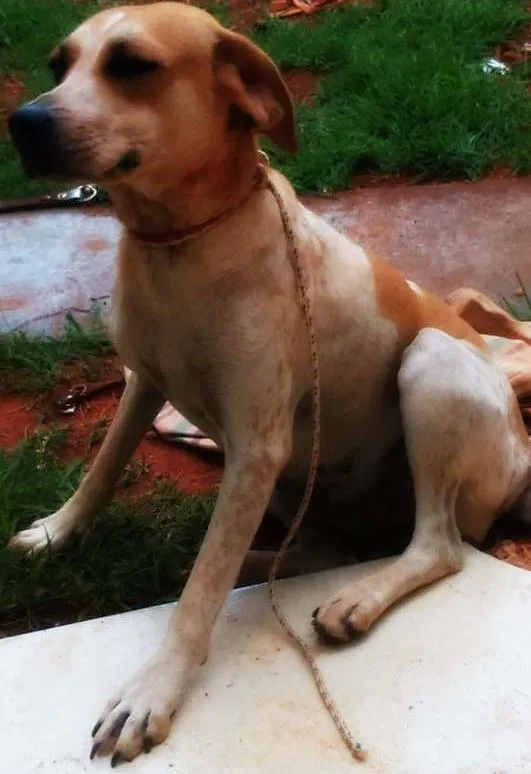 Cachorro ra a Mestiça  idade 2 anos nome Doly