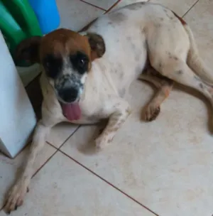 Cachorro raça Mestiço  idade 3 anos nome Max