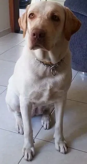 Cachorro ra a Labrador  idade 3 anos nome Kyara 