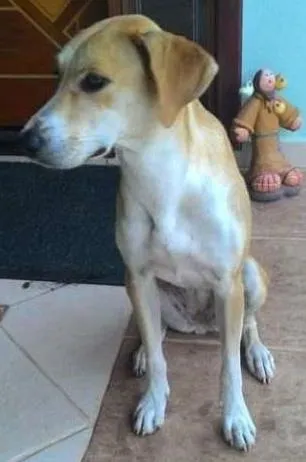 Cachorro ra a SRD idade 1 ano nome Malú