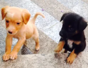 Cachorro raça Sem raça definida  idade Abaixo de 2 meses nome 4 filhotes 