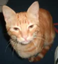 mingau