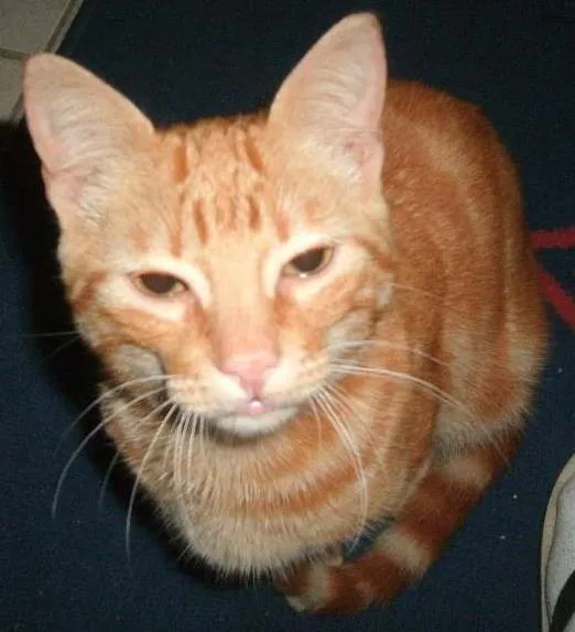Gato ra a viralata idade 1 ano nome mingau