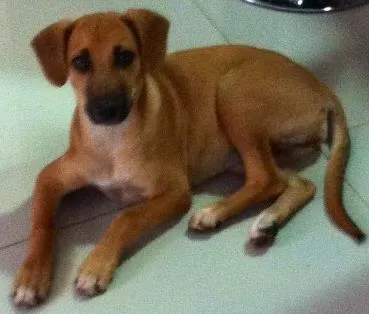 Cachorro ra a Sem raça definida idade  nome Lepo lepo