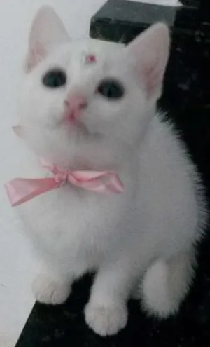 Gato raça Não definida idade 2 a 6 meses nome Varios