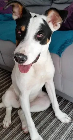 Cachorro raça SRD idade 1 ano nome Selena