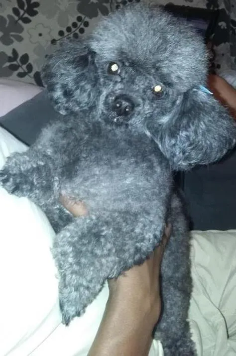 Cachorro ra a Poodle Toy  idade 6 ou mais anos nome Eduarda 