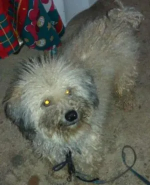 Cachorro raça Pudlle idade 1 ano nome Snoopy